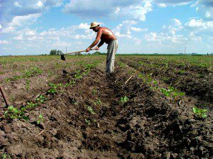 agricultura