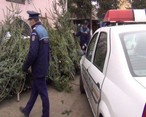 pomi de Craciun confiscati - brazi 2